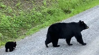 Mama Bear Showing Her Cubs the Smokey Mountains || ViralHog