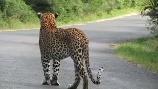 Male leopard casually sauntering down the road, Eastern shores, Isimangaliso.