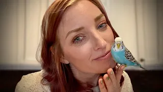 5 Things to do Differently with SMALL Parrots (Budgies, Parakeets, and More)