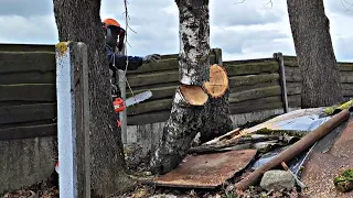 ✅Подвесили дерево целиком, чтобы пилить частями✅#арбористика #logger #lumberjack #промальп #лесоруб