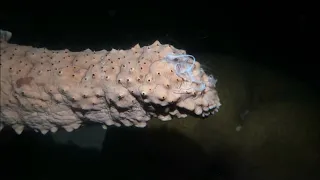 Sea Cucumber Spawning