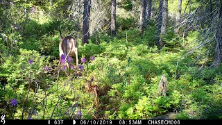 Whitetail Deer with one day old fawn ~