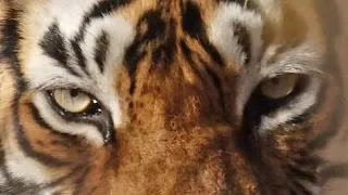 Documentaire Animaux Sauvages: LE TIGRE DE SIBÉRIE HD