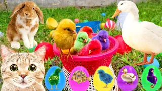 Catch Cute Chickens, Colorful Chickens, Rainbow Chicken,Rabbits,Cute Cats,Ducks,Animals Cute #74