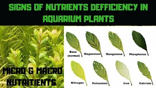 Signs of deficiency in aquarium plants | Nutrients Deficiency in Aquatic plants #signsofdeficiency