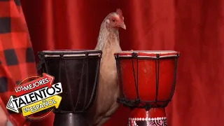 ¡Los pollos más talentosos! | The Bock and Roll Band audicionan con “Footlose” | AGT 2022