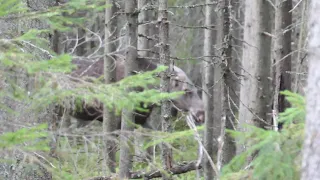 Hirven Haukkujat 2/1 moose hunting.