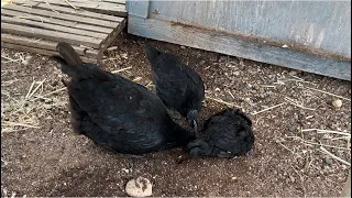 It’s a crazy chicken day. #ayamcemanichicken #chicks #bantamchickens #farmlife