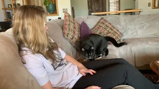 Cat asks for pets