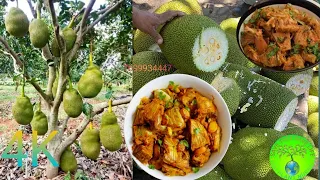 #innovative farming idea:02 all time jack fruit | बारामासी कटहल की खेती में बिना खर्चा में भारी कमाई