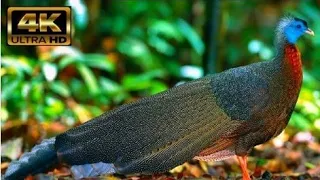 Amazon Larging Tropical Birds in Nature#nature #birdsounds#rain#bird #animals#naturetrip#rain#ant