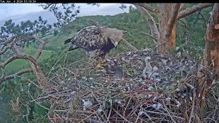 Гнездо солнечных орлов Алтына и Новы/Eastern imperial eagles Altyn&Nova  04.06.2024 03:07