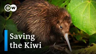 Saving the Kiwi: Protecting New Zealand's national bird | DW Documentary