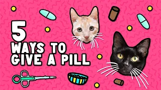 How to Give a Pill to a Cat or Kitten (5 Different Ways!)