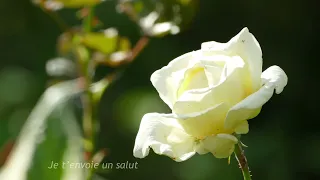 Robert Schumann: Aus den östlichen Rosen, op 25 Nr 25, "Ich sende einen Gruss wie Duft der Rosen"