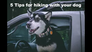 5 TIPS for hiking with your dog