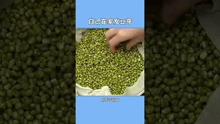 教你自己发豆芽，再也不用花钱买了 #居家技巧 #变废为宝 #厨房技巧