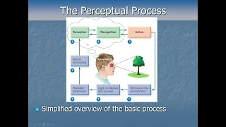 Sensation and Perception - Introduction Pt1 - The Perceptual Process