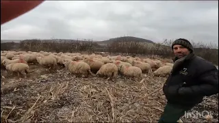 Cu oile bale pe tocatura