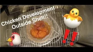 Chicken Embryo Development Time-lapse