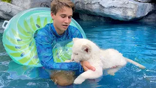 TEACHING BABY WHITE LION HOW TO SWIM !