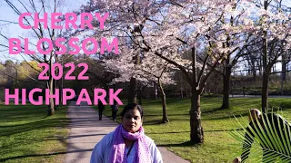 Exciting Cherry Blossom 2022 Highpark Toronto . Sakura watch High Park . Huge Crowd at Full Bloom