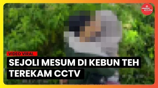 Tak Modal! Sepasang Muda Mudi ini M3sum di Tengah Kebuh Teh, Aksinya Enak-enak terekam CCTV