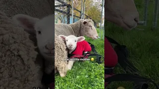 Rescued Sheep Finds Love and Becomes a Mother to an Orphaned Lamb