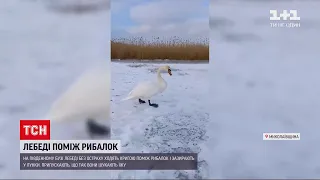 Новини України: у Миколаївській області лебеді потоваришували з рибалками