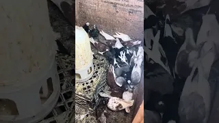 Short update on my pigeons