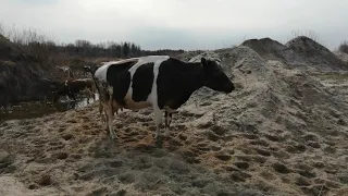 16 апреля 2021 г.ГОЛШТИНОК БОЛЬШЕ ПОКУПАТЬ НЕ БУДУ!ПРОБЛЕМЫ И МОИ ВЫВОДЫ!