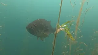 Largemouth Bass investigating camera at Deep Quarry Lake