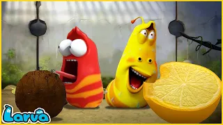 LARVA | OPPOSITION | CARTOON MOVIE FOR LIFE |THE BEST OF CARTOON | HILARIOUS CARTOON COMPILATION