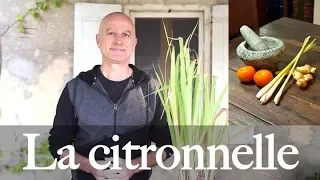 Citronnelle (Cymbopogon citratus) : gestion de la fièvre, anti-inflammatoire, relaxante