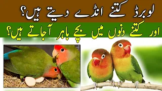 How many eggs do love birds lay? |  love birds eggs hatching period | love birds chicks growth