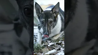 НАША ПОЛЯНКА!🐶/Приют для собак, СПб