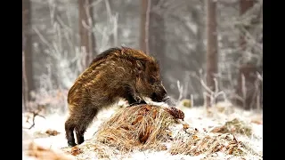 Ошибки при охоте на кабана! Не допускай их!