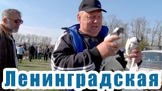 Птичий рынок. Ленинградская. [14.04.2024]