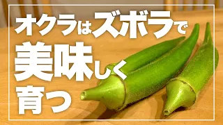 【この夏迷ったらコレ！】オクラ栽培が手間いらずな4つの理由|オクラの育て方