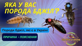 Породи бджіл, які поширені в Україні. Їхня характеристика.  І чому Бакваст - це не порода!