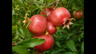 ГРАНАТ Гюлоша в Мариуполе МЕГАУРОЖАЙ!!! super harvest pomegranate !!!