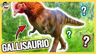 Gallinas. ¿Lo Más Parecido A Los Dinosaurios?