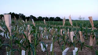 Corn Hand Pollination