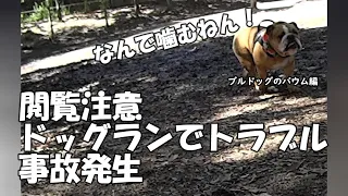 Baum the bulldog is attacked in Japan.