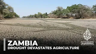 Zambia declares national disaster after drought devastates agriculture