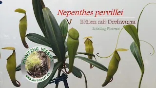 Nepenthes pervillei: Blüten mit Drehwurm / Rotating  Flowers.
