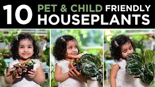 10 Pet & Child friendly House plants | Indoor plants | #petfriendlyplants #childfriendlyplants