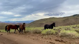 Highland horses in the mud & rain