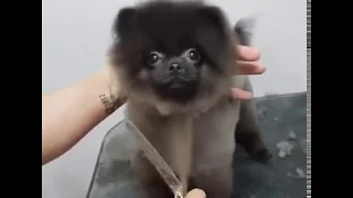 Black Puppy Dancing While Getting A Haircut In Quarantine