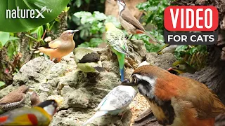 Bird Songs for Cats to watch 2 Hours 😺🐦 Birds and Squirrels for Feline Entertainment